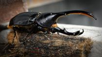 Hercules beetle in Mariposario Dedalma.